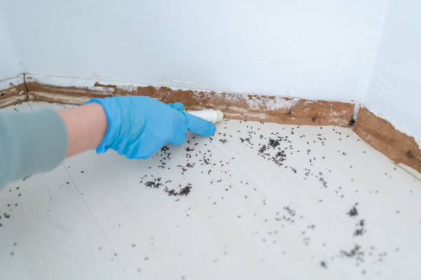 Trusted Palermo, CA Pest Control Experts